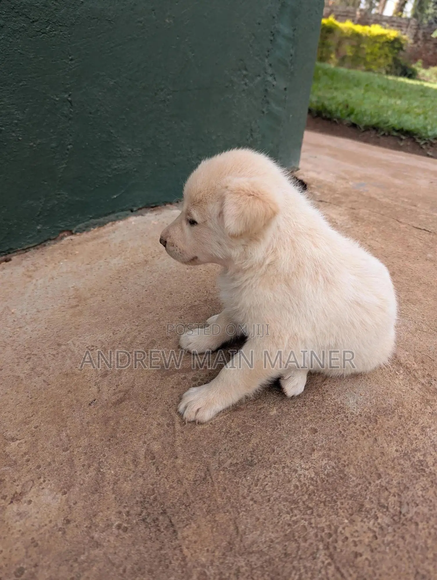 1-3 months Female Mixed Breed German Shepherd