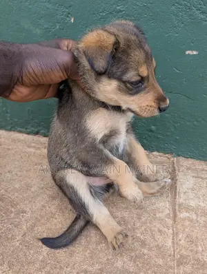 1-3 months Male Mixed Breed German Shepherd