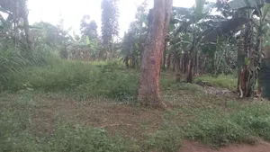 Titled Land for Sale
Off Semuto Road 30 Millons (Title on Table)
F