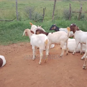 Boer Goats