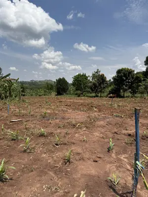 50by50ft and 50by100ft Plots at Nakifuma-Kakinzi Kabaka Land