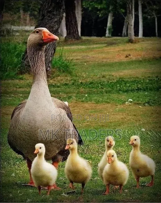 Gansos African