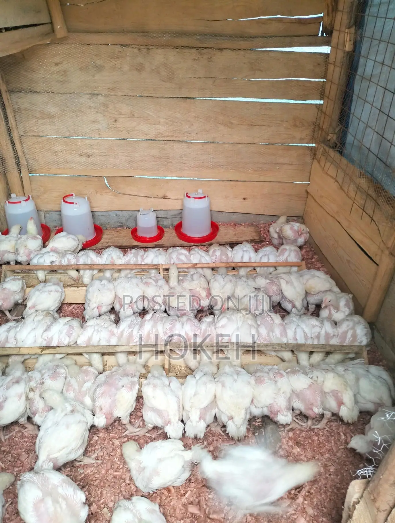 4 Weeks Hubbard Hens for Sell