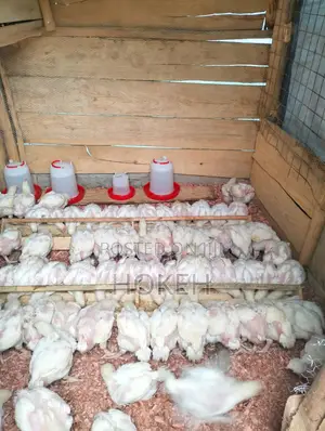 4 Weeks Hubbard Hens for Sell