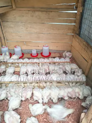 5 Weeks Hubbard Broiler Hens for Sell