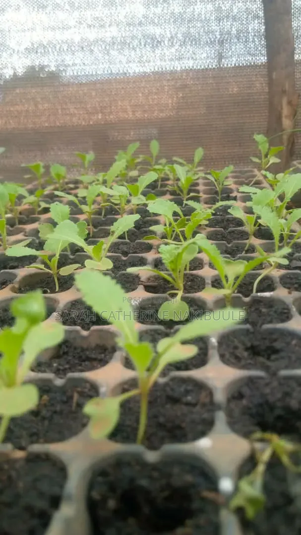 Chinese Cabbage Seedlings