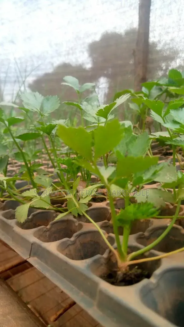 Celery Seedlings