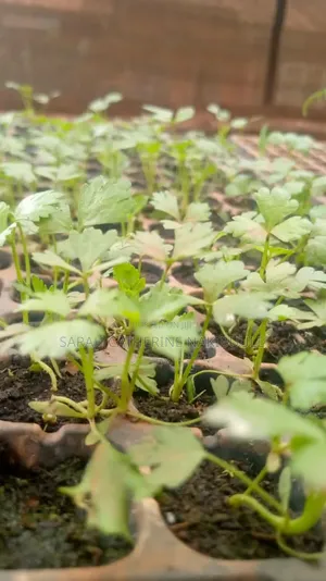 Celery Seedlings