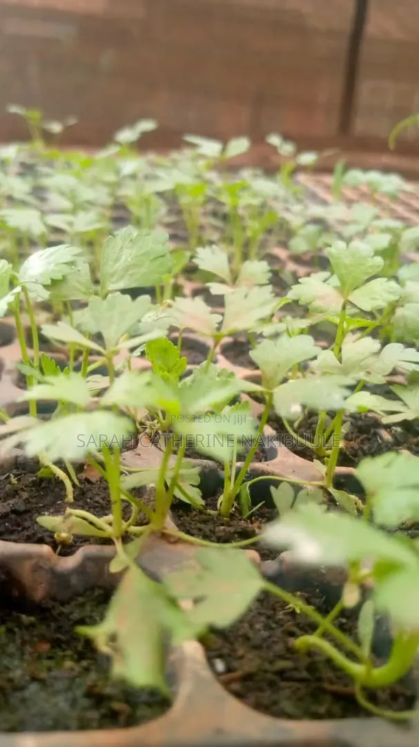 Celery Seedlings