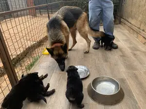 1-3 months Male Purebred German Shepherd