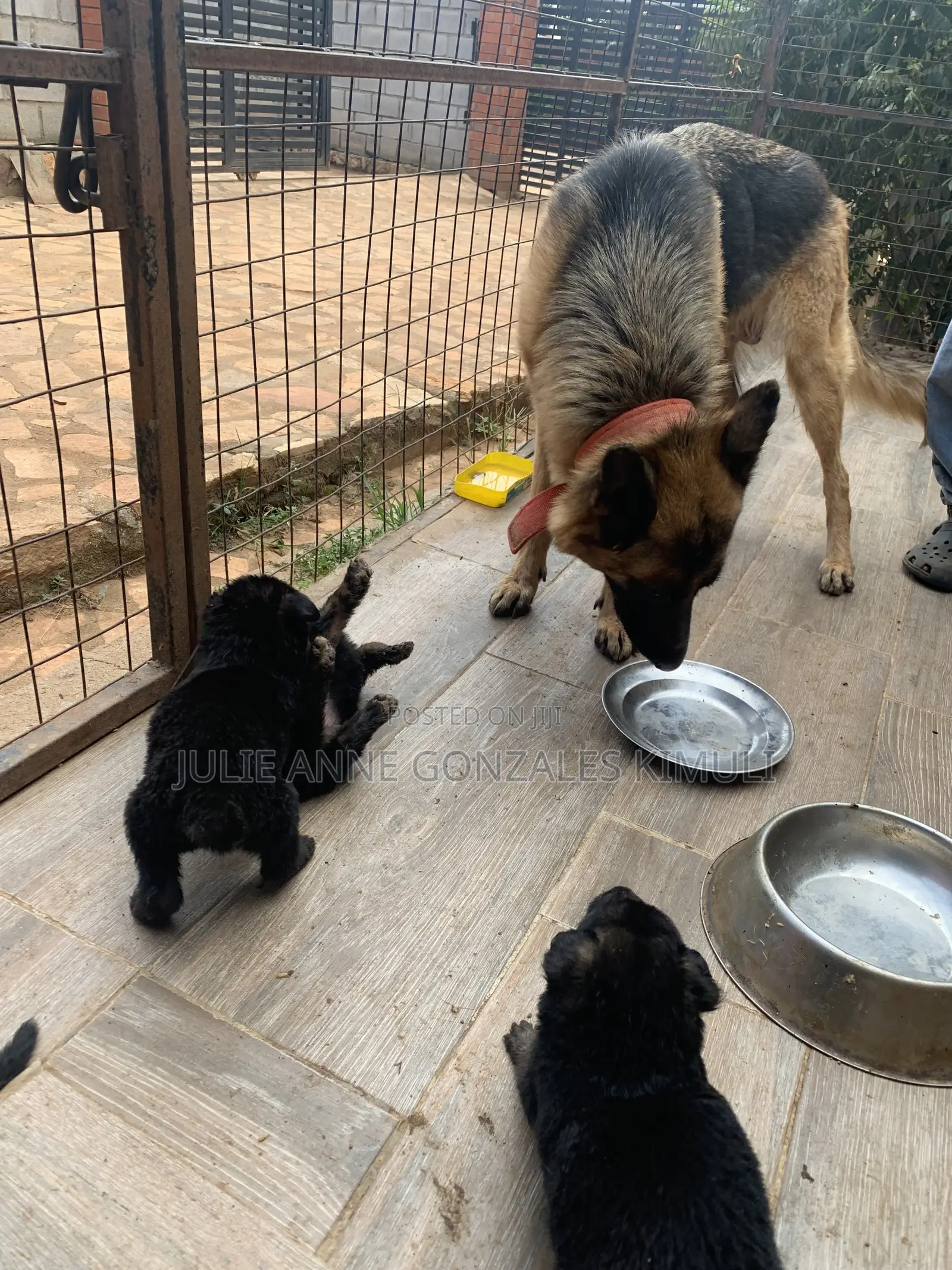 1-3 months Male Purebred German Shepherd