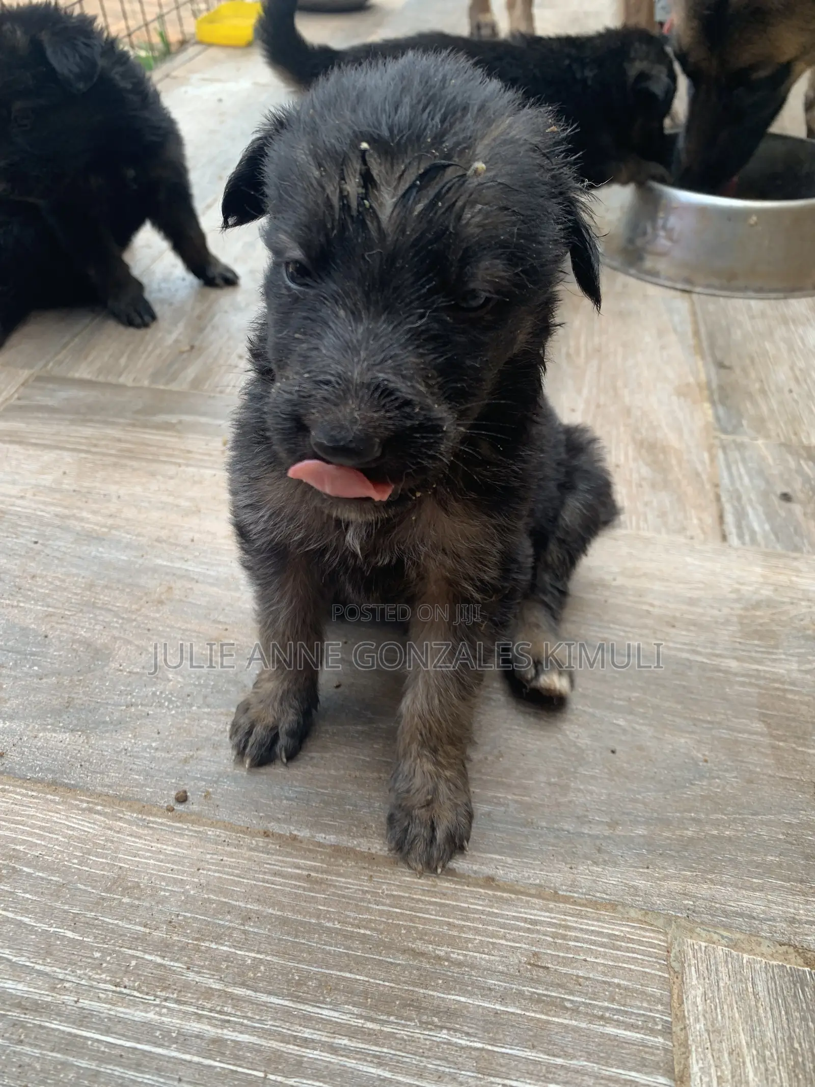 1-3 months Male Purebred German Shepherd