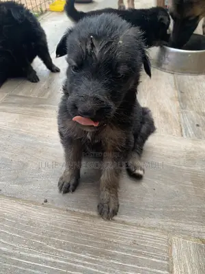 1-3 months Male Purebred German Shepherd