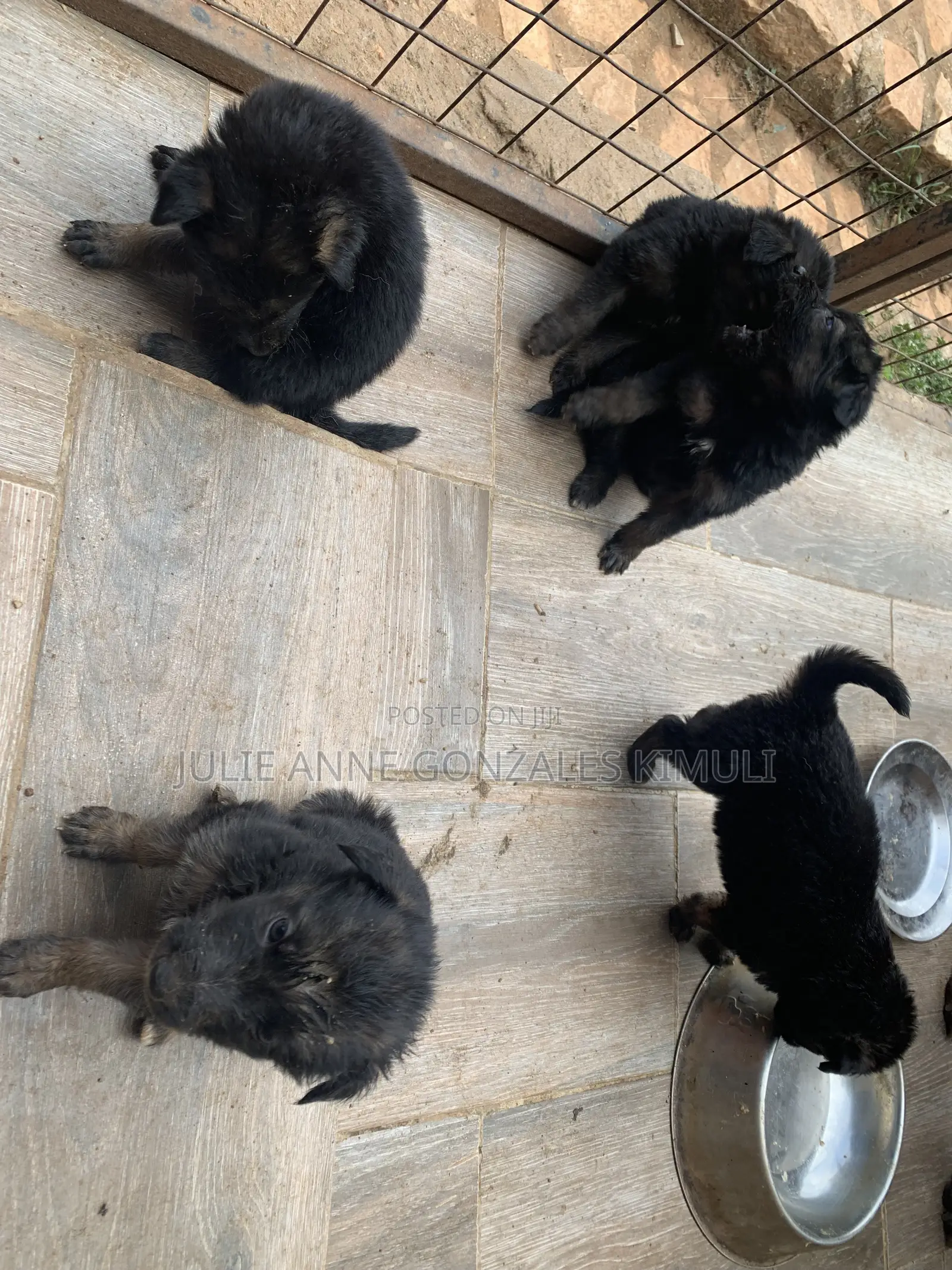 1-3 months Male Purebred German Shepherd