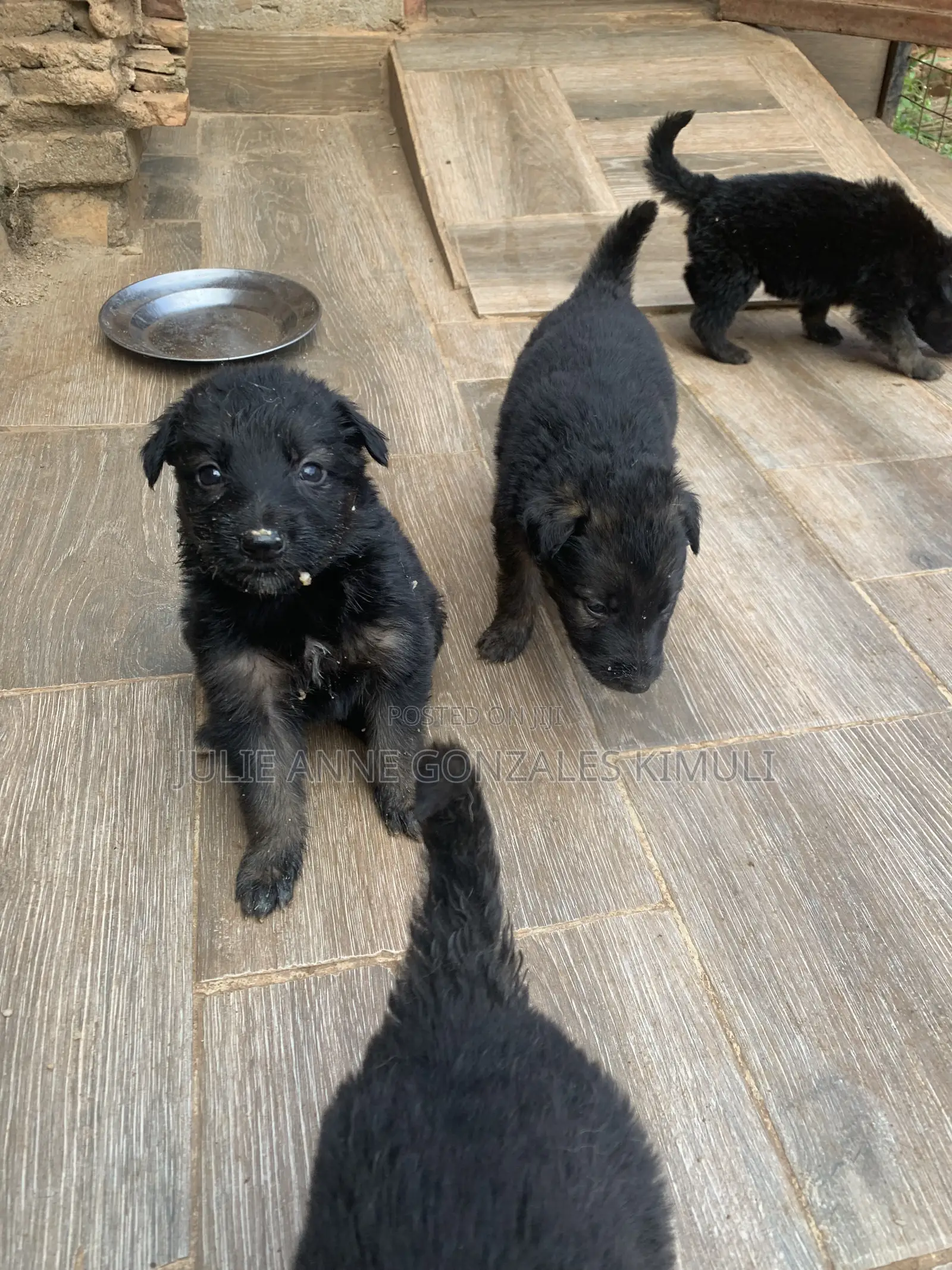 1-3 months Male Purebred German Shepherd