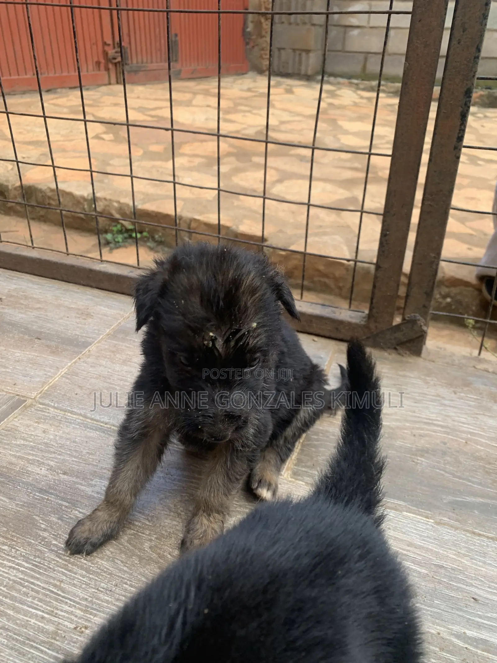 1-3 months Male Purebred German Shepherd