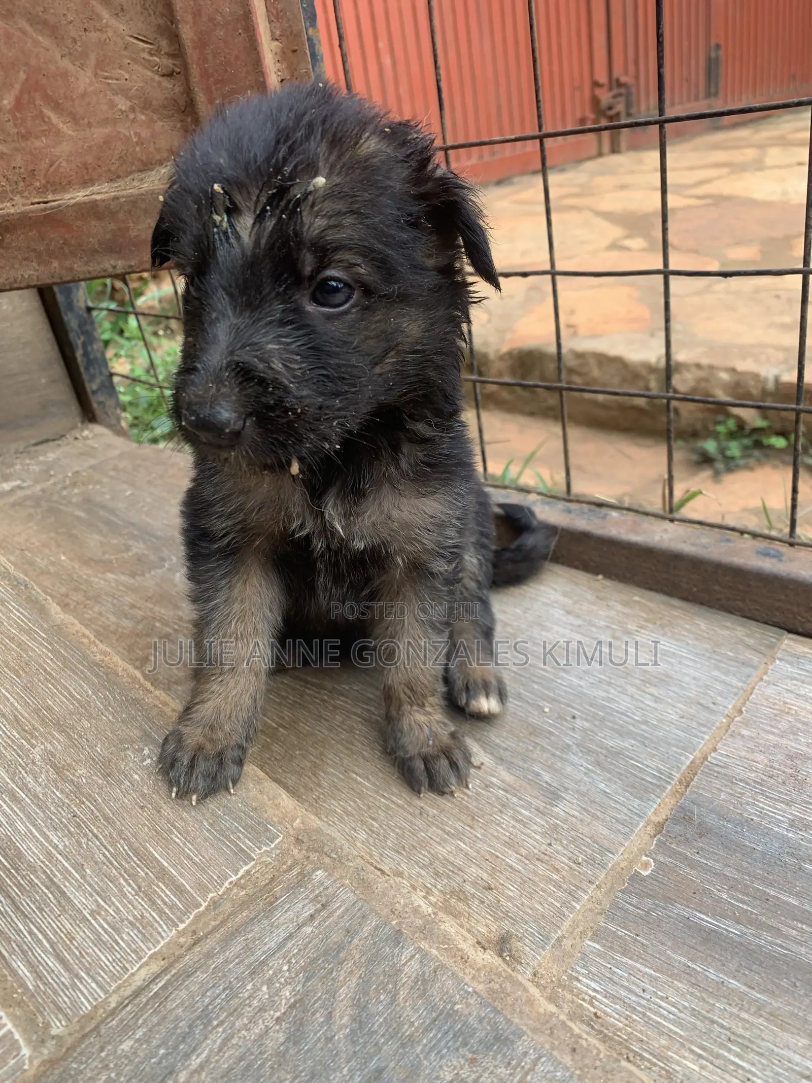 1-3 months Male Purebred German Shepherd
