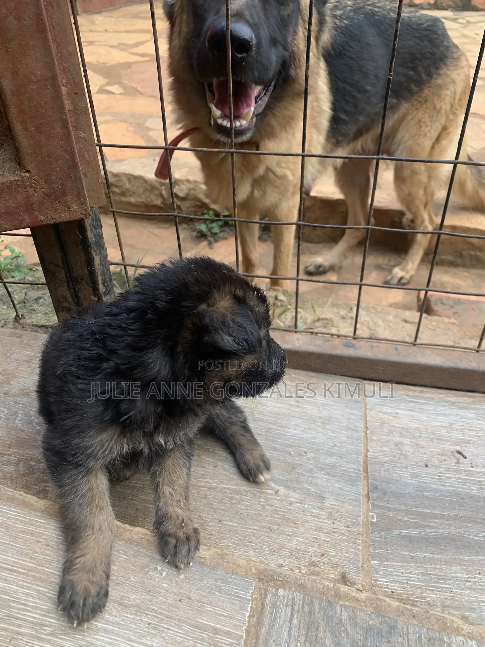 1-3 months Male Purebred German Shepherd