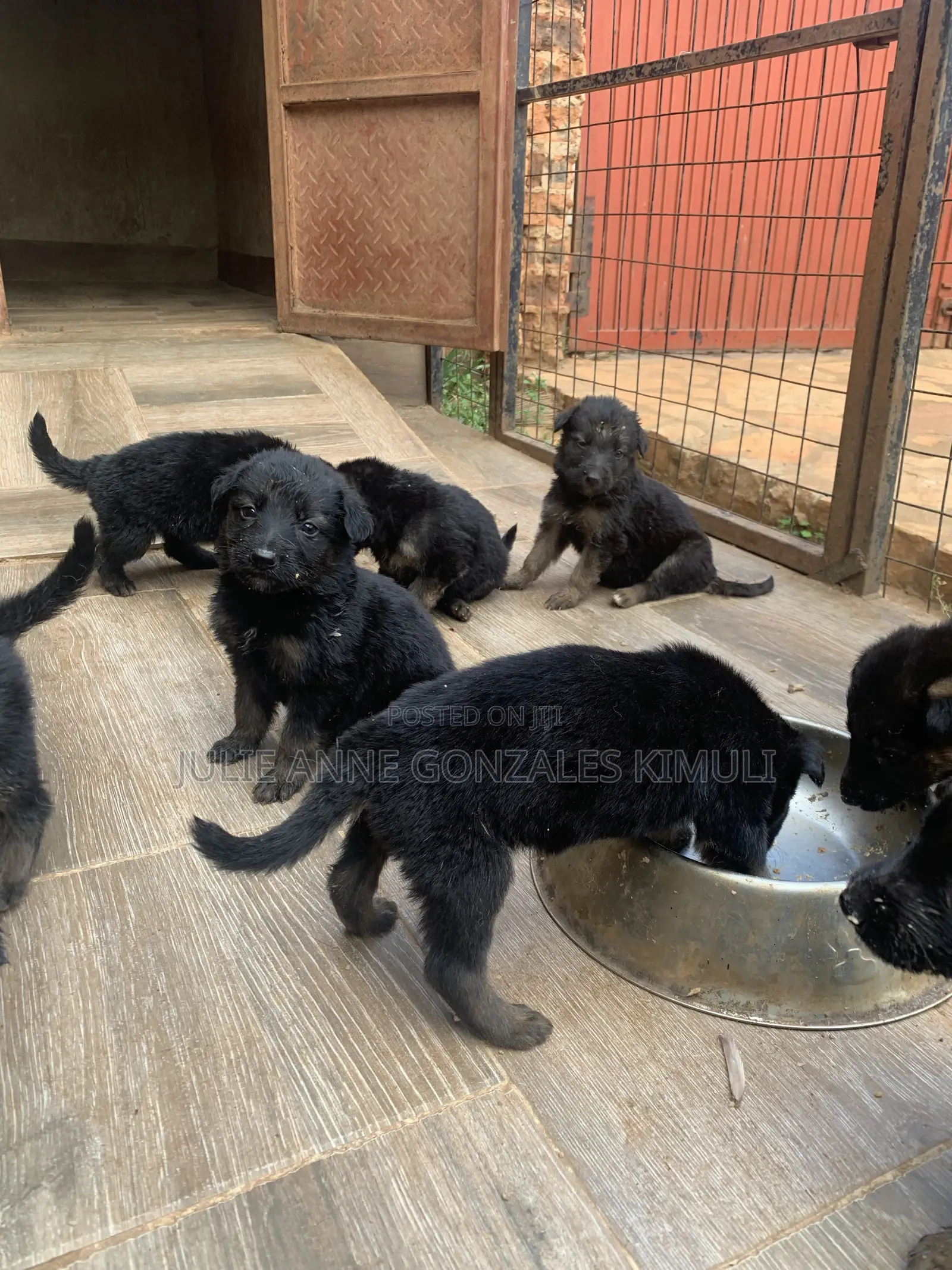 1-3 months Male Purebred German Shepherd