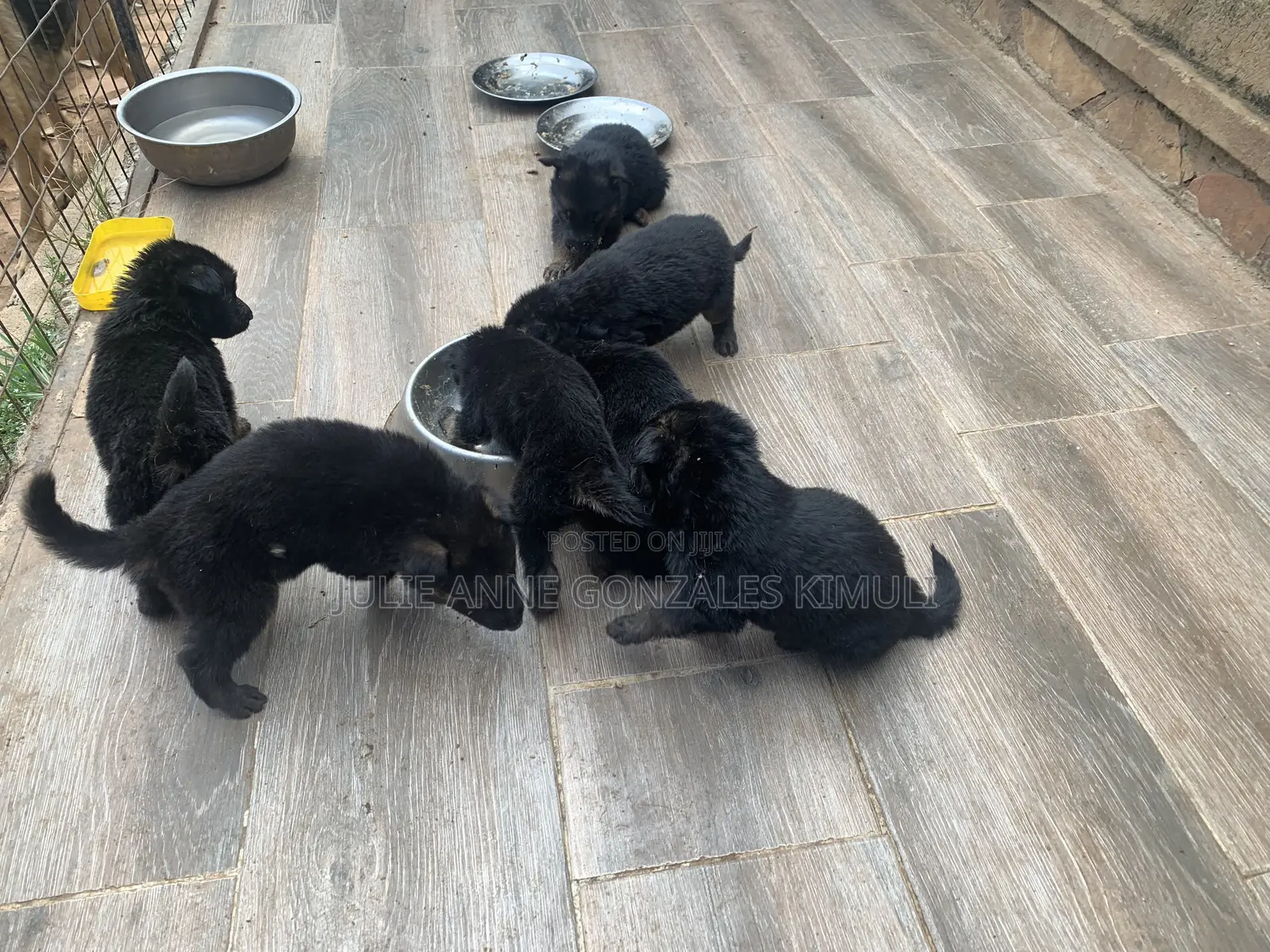 1-3 months Male Purebred German Shepherd