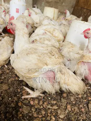 Quality Chickens for Sale