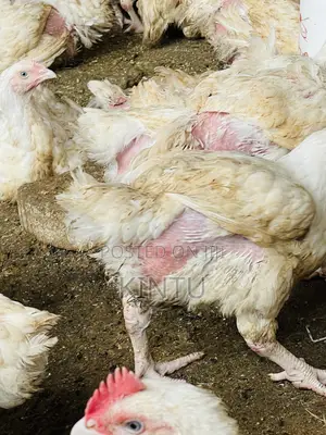 Quality Chickens for Sale