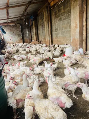 Quality Chickens for Sale