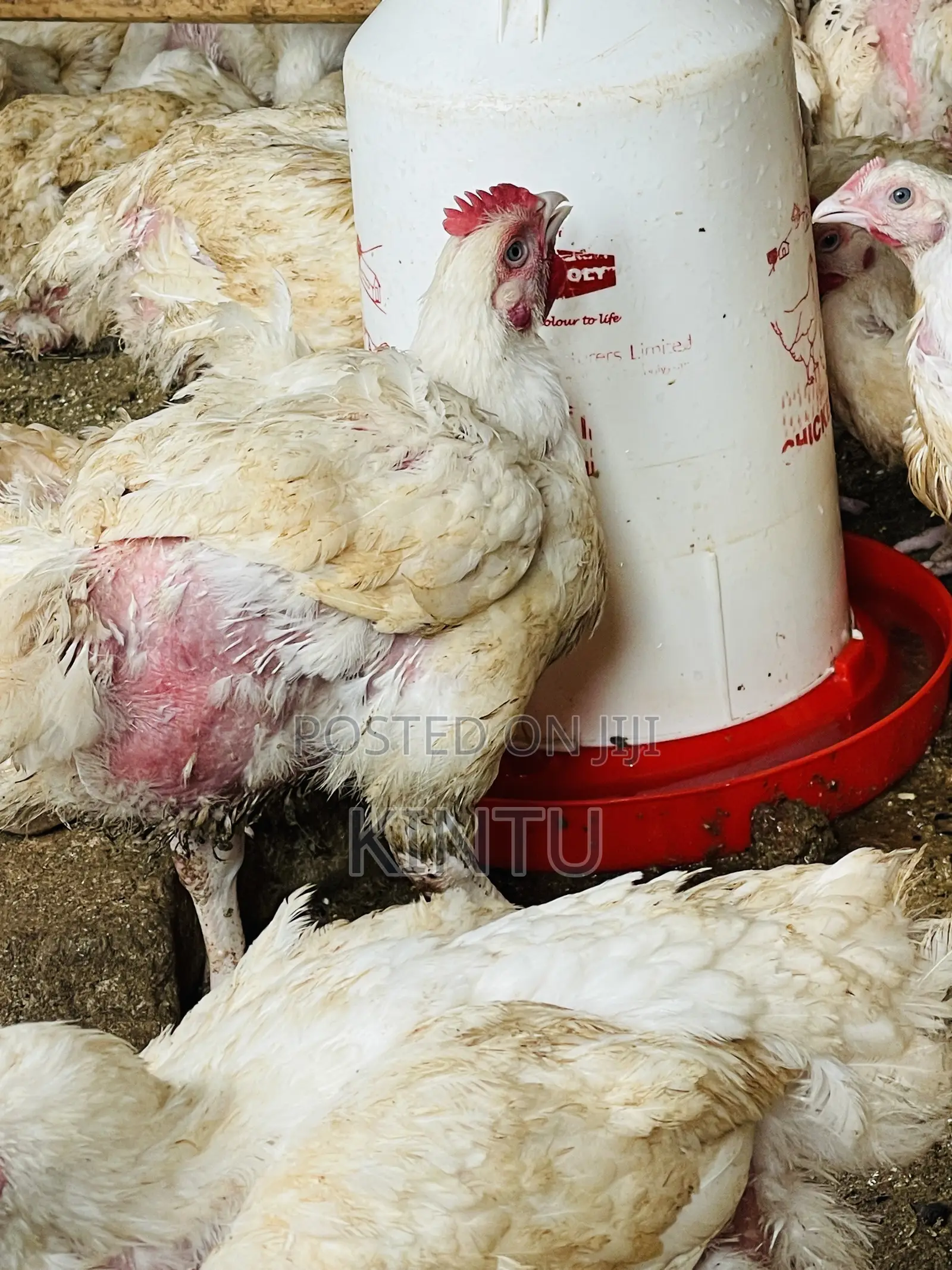 Quality Chickens for Sale