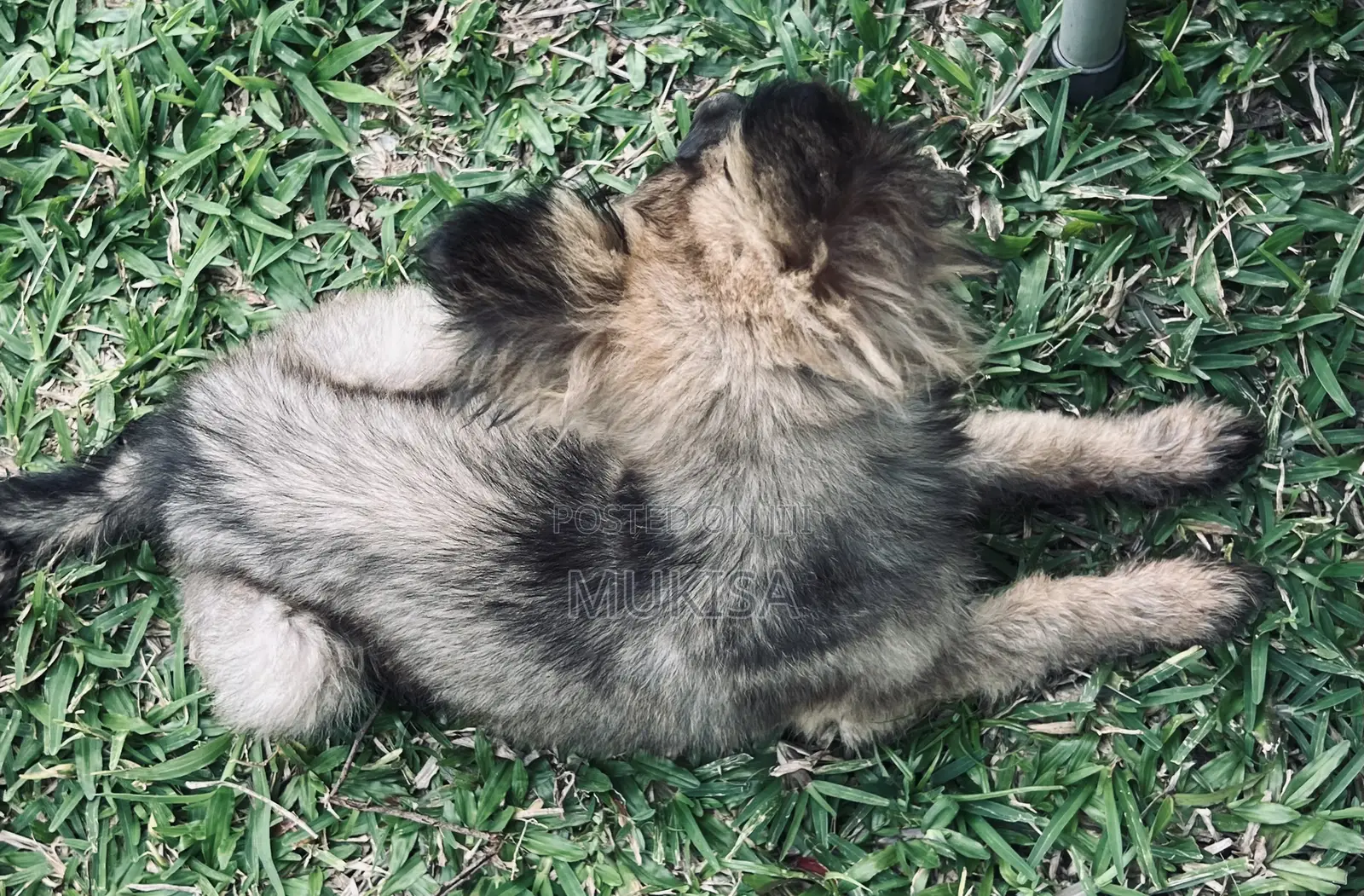 3-6 months Female Purebred German Shepherd