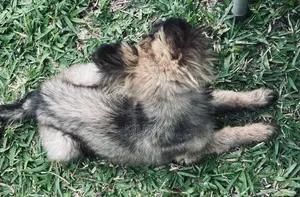 3-6 months Female Purebred German Shepherd