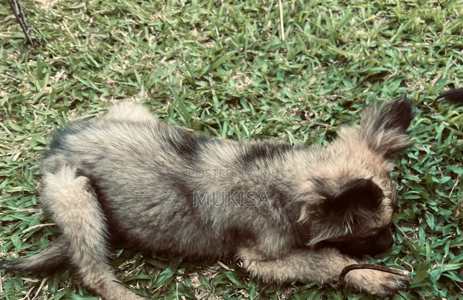 3-6 months Female Purebred German Shepherd