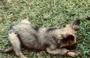 3-6 months Female Purebred German Shepherd