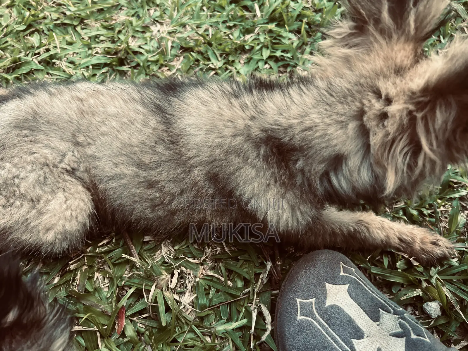 3-6 months Female Purebred German Shepherd