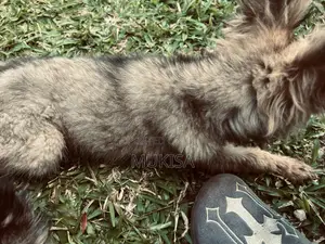 3-6 months Female Purebred German Shepherd