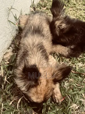 3-6 months Female Purebred German Shepherd