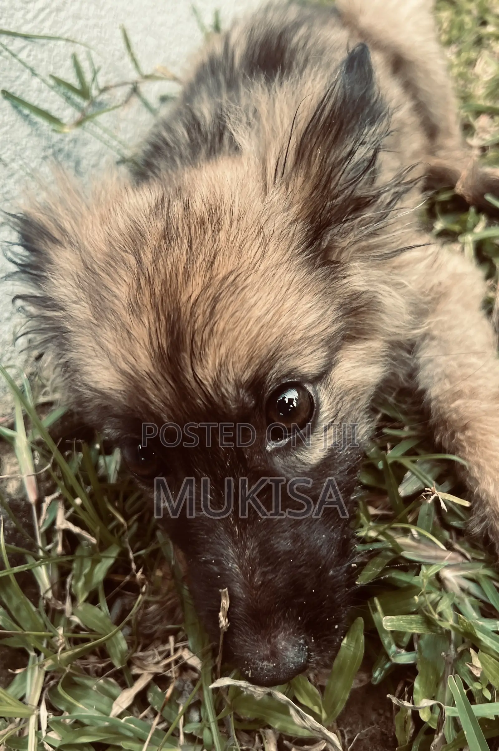 3-6 months Female Purebred German Shepherd
