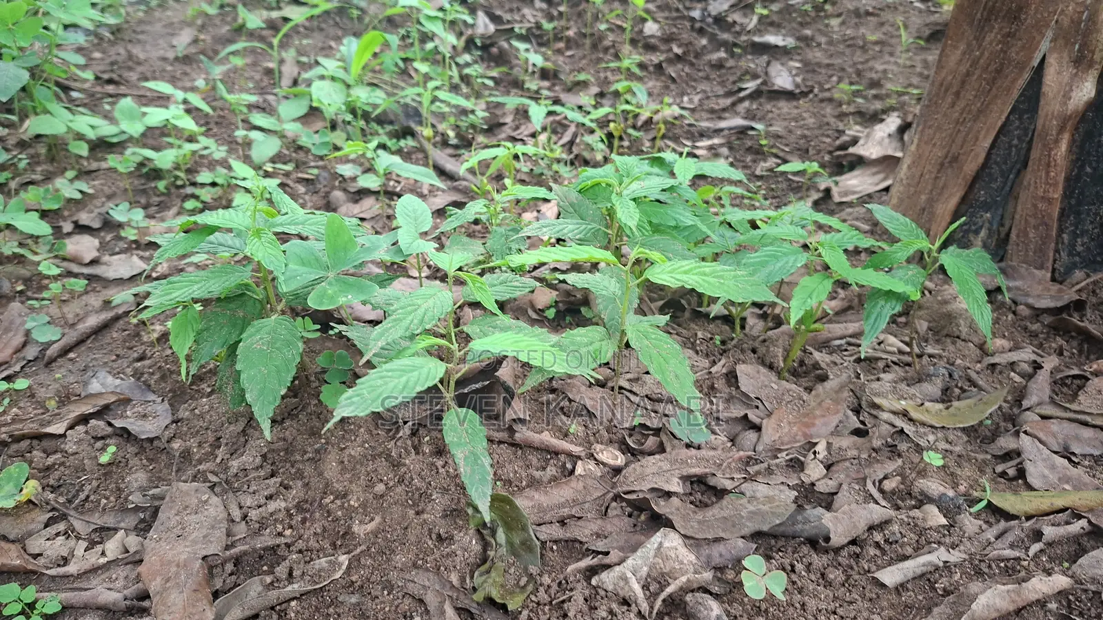 Musizi/Umbrella Tree Seedlings