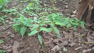 Musizi/Umbrella Tree Seedlings