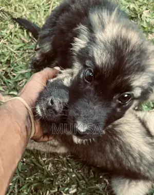 3-6 months Female Purebred German Shepherd