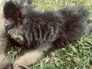 3-6 months Female Purebred German Shepherd