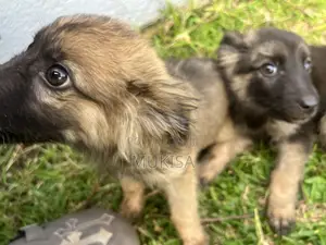 3-6 months Female Purebred German Shepherd