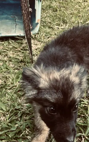 3-6 months Female Purebred German Shepherd