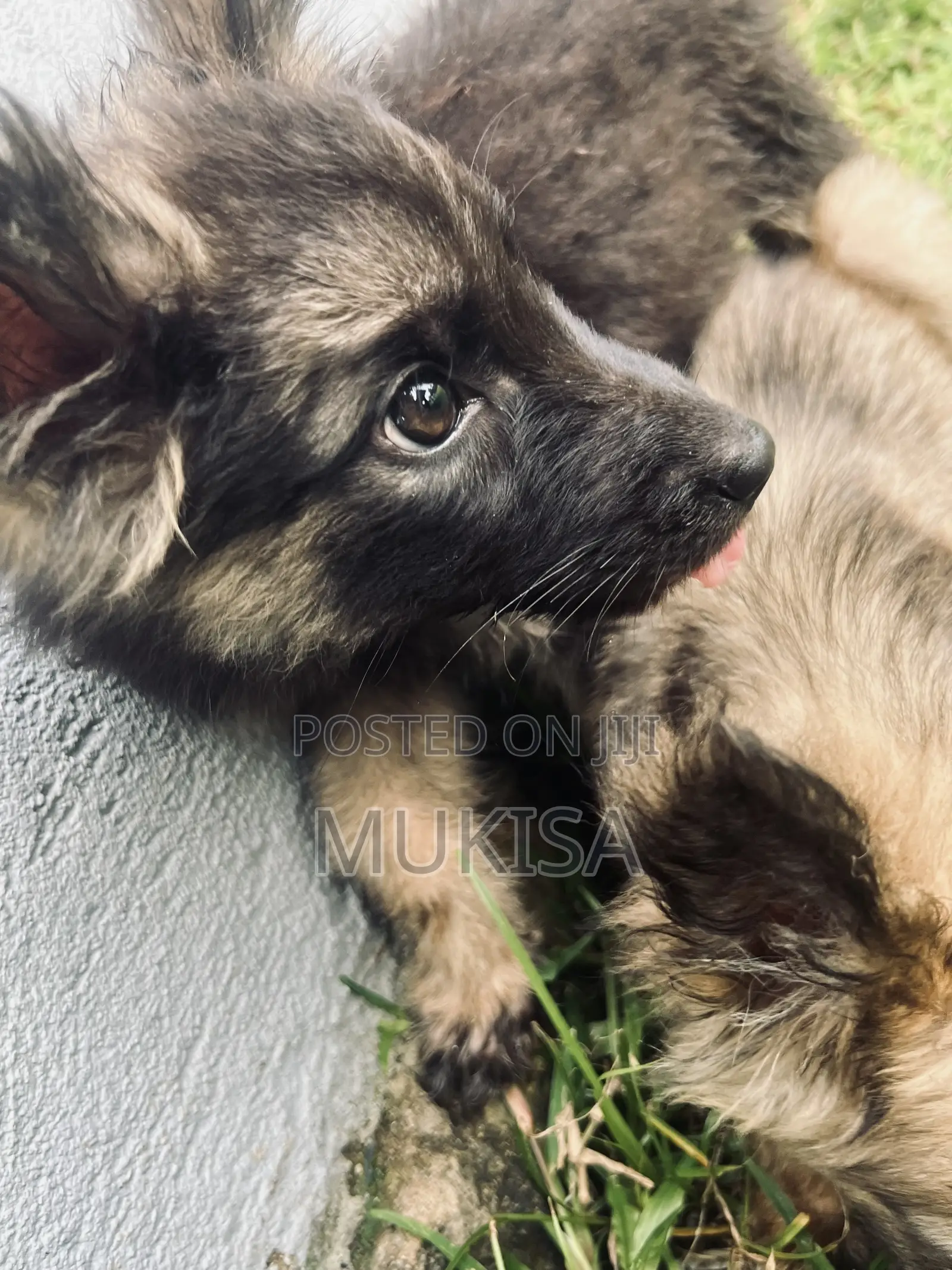 3-6 months Female Purebred German Shepherd