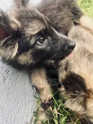 3-6 months Female Purebred German Shepherd