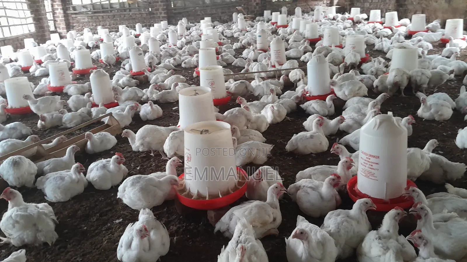 Rready to Eat Broilers for Sale, Organically Raised