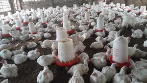 Rready to Eat Broilers for Sale, Organically Raised