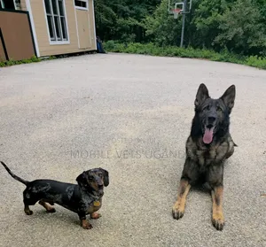 1-3 months Female Purebred Dachshund