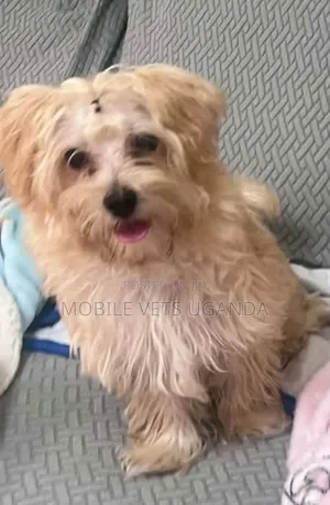 1-3 months Female Purebred Maltese