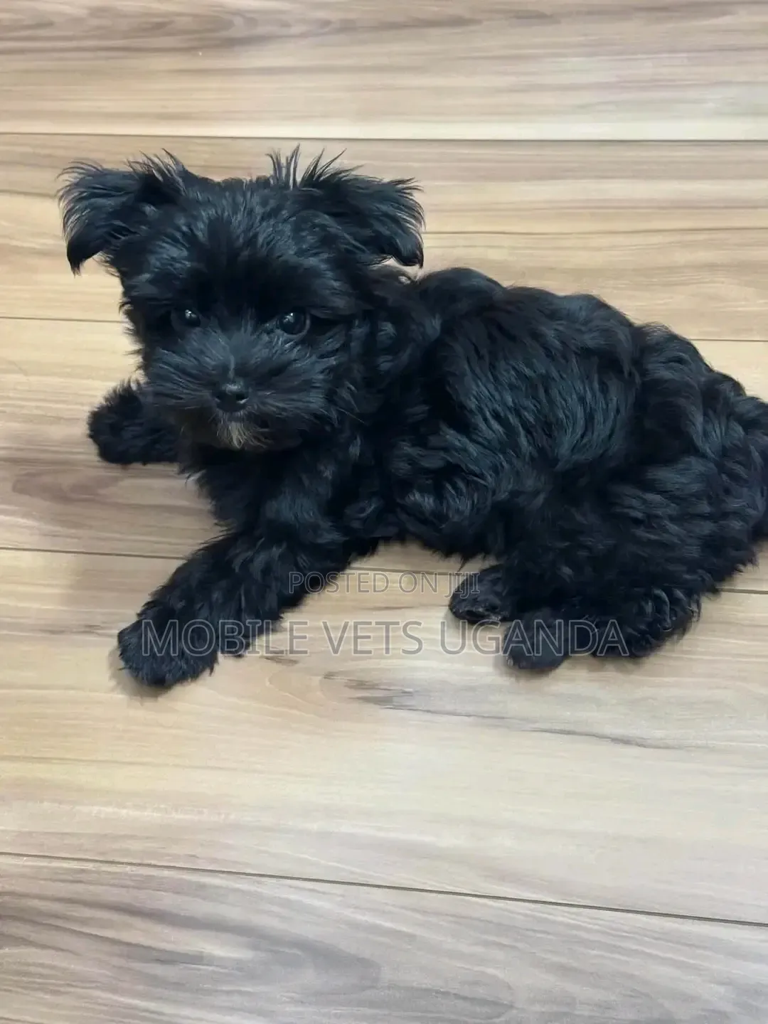 1-3 months Male Purebred Maltese