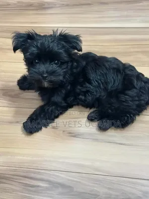 1-3 months Male Purebred Maltese